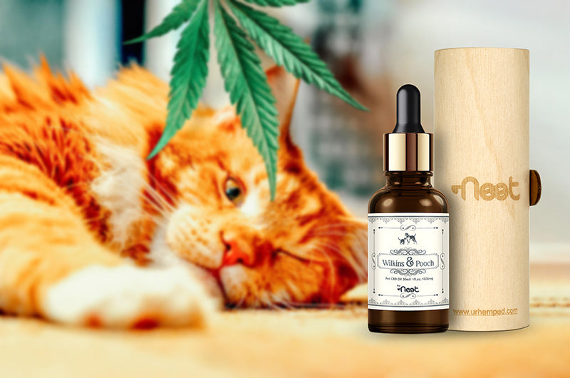 Wilkins & Pooch by Neet Pet 1000mg cbd oil Vijaya Pet CBD concept image with cat sleeping with bottle